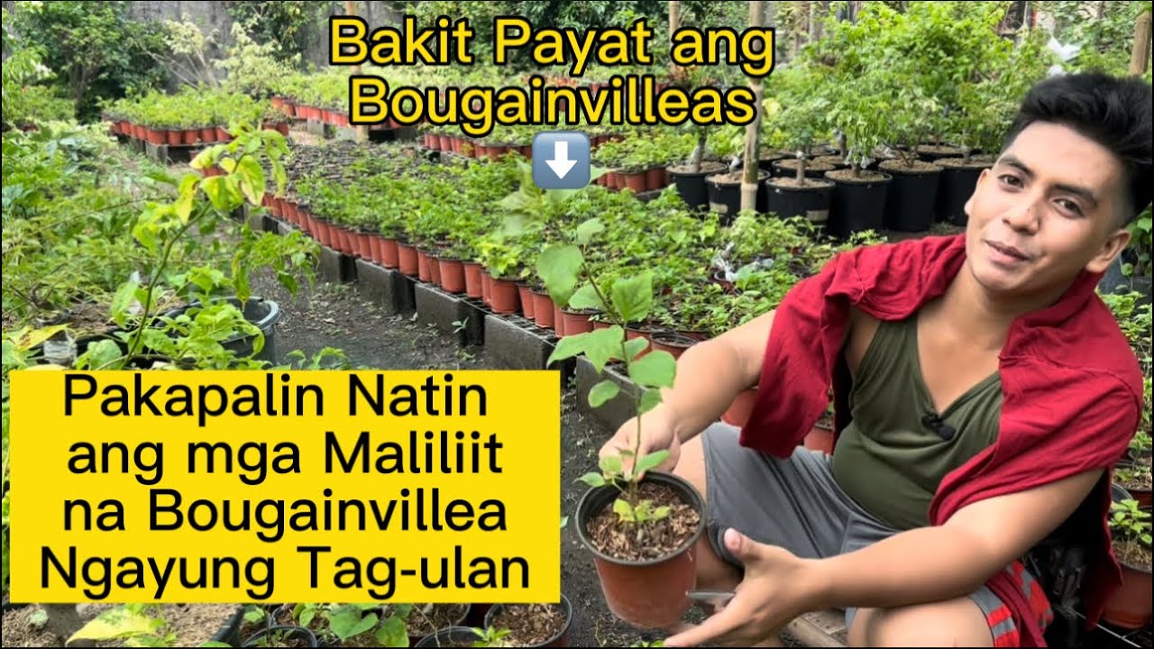 Pakapalin Natin ang mga Maliliit na Bougainvillea Ngayung Tag-ulan