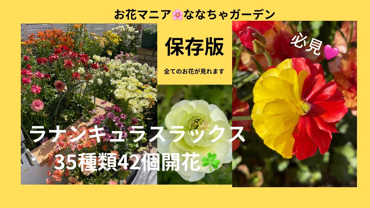 ラナンキュラスラックス全種類紹介【35種類すべて咲きました🌸】