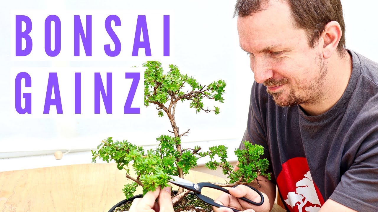 Nursery Stock Potentilla Bonsai Development and Bonsai Updates (Spring 2019)