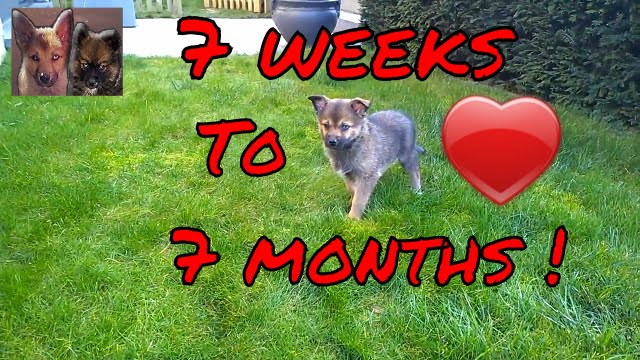 Pomsky puppy from 7 weeks to 7 months - Boy the cute pomsky!