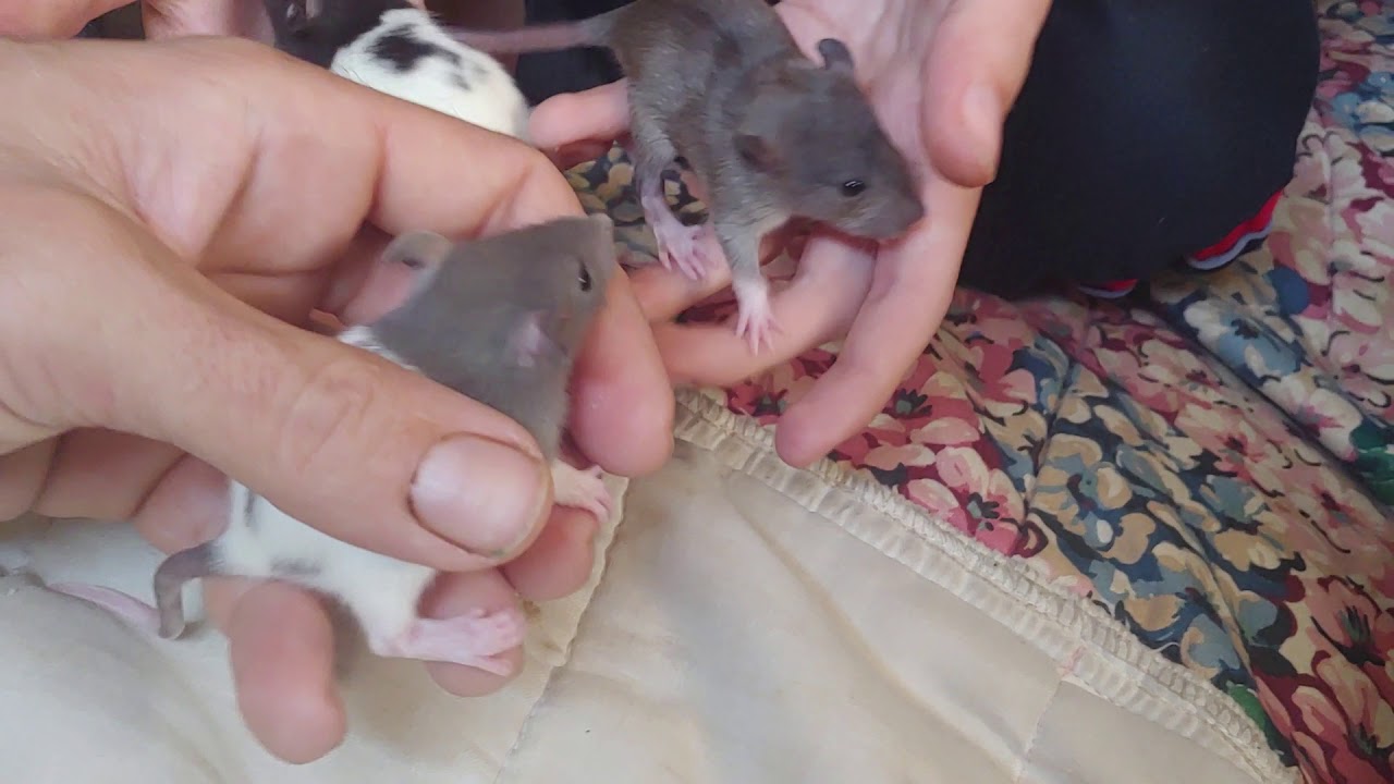 Norway rat mated with a hooded rat. Wild rat and domestic rat offspring.