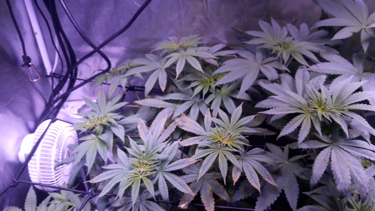 Dwc blue dream red spots on leaves