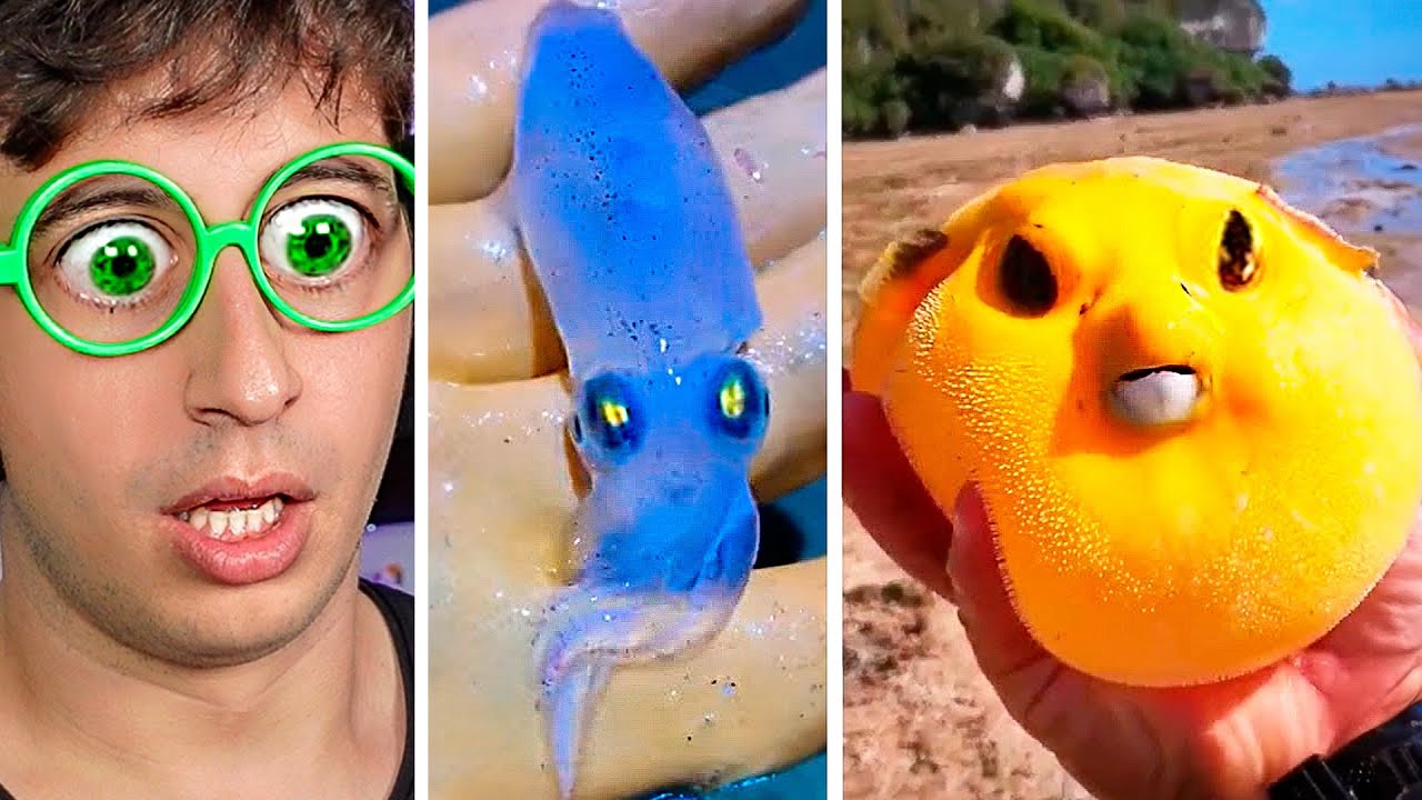 Extrañas Criaturas Marinas 🐠😐