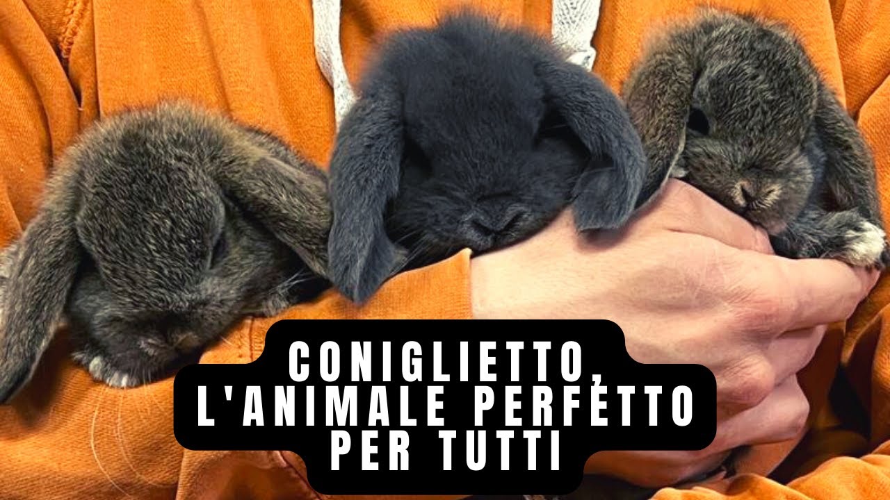 PERCHE' prendere un CONIGLIO ariete nano?