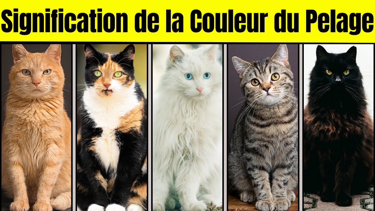 La personnalité de votre chat selon la couleur de son pelage | Personnalité et curiosités félines