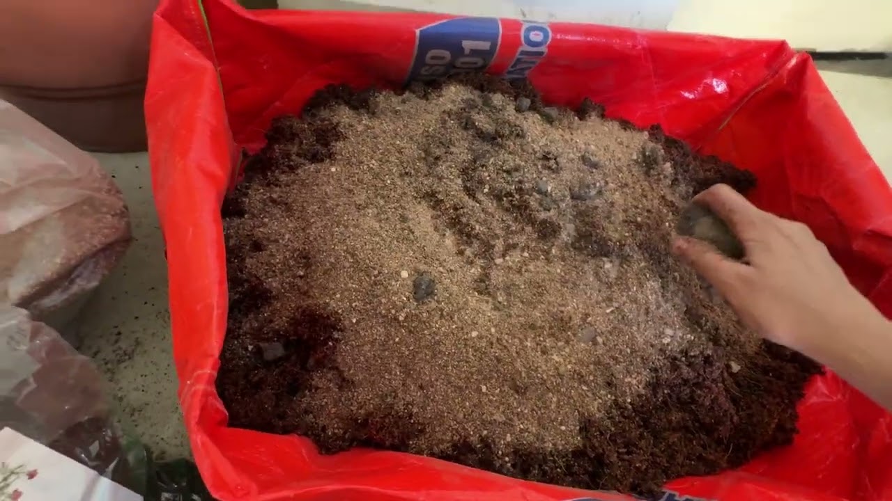Strawberry plant soil mix #gardening #motherearth #divineenergy #divineguidance #divinepower #divine