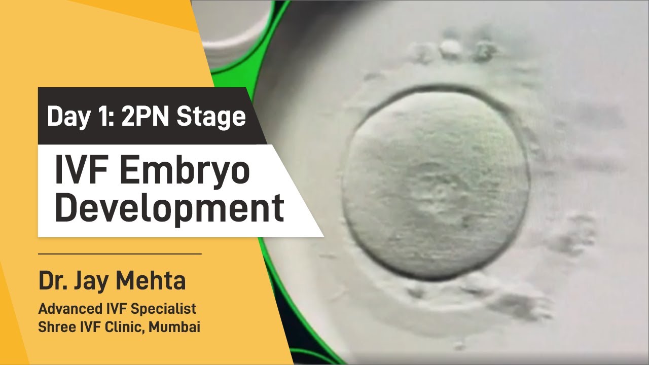 IVF Embryo Development- Day 1| Embryo Journey - 2PN Stage | Time Lapse Imaging- Part 1| Dr Jay Mehta
