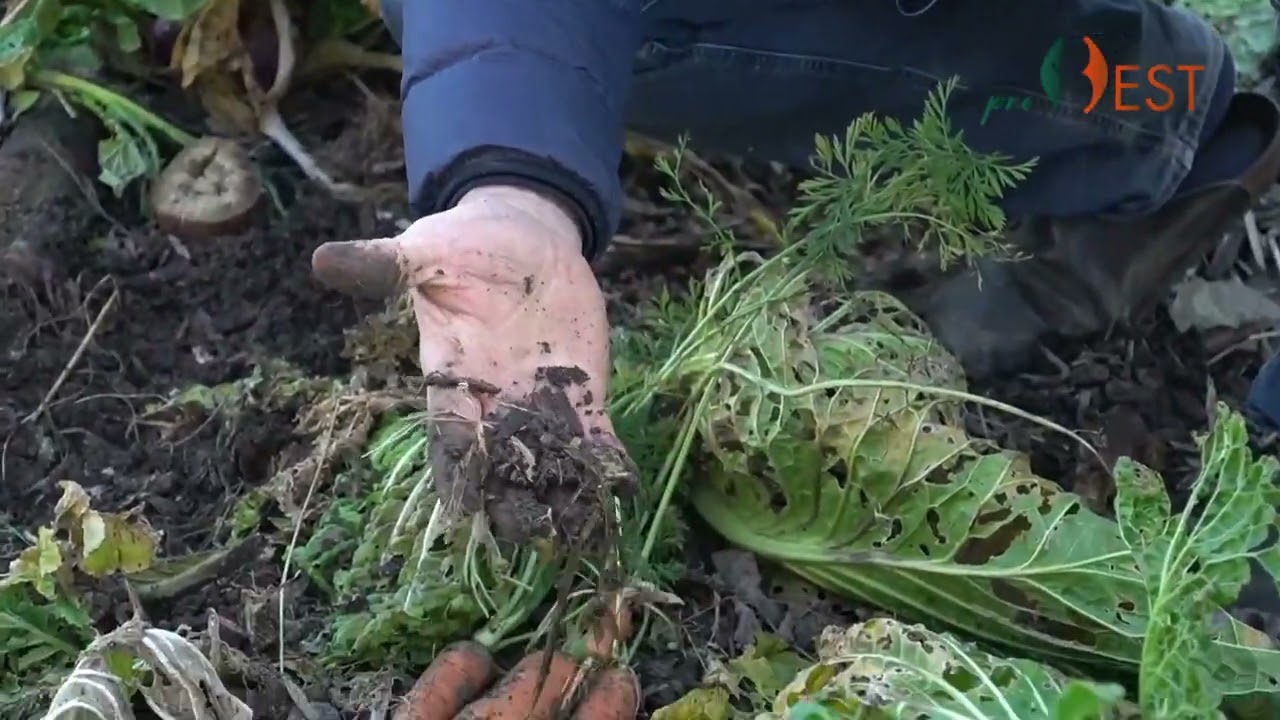 ProBEST - Quali sono i benefici dell'utilizzo del cippato in agricoltura?