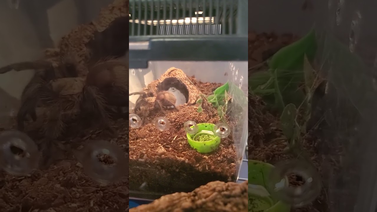 TEXAS Brown Tarantula Threat Pose Trick