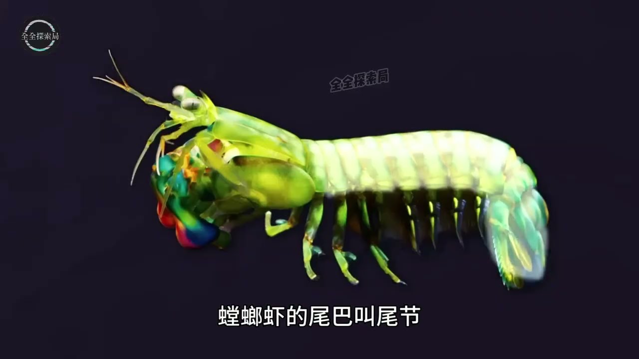 叫虾不是虾！4亿年前就开挂的海洋拳王！#科普 #百科密码 #生物 #動物 #涨知识 #popular