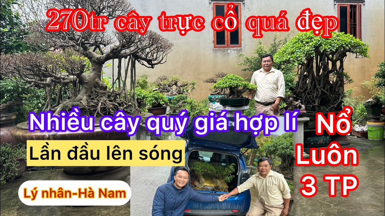 Đi 200km lần đầu thăm vườn A.Ngọc ở Lý nhân- Hà Nam: A báo giá nhiều cây Sanh, Si cổ rất đẹp quý 