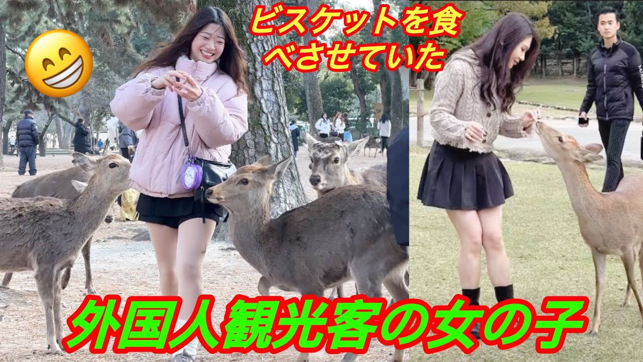 [奈良公園]❤️ビスケットを食べさせていた外国人観光客の女の子🍘🦌| deer nara park in Japan 🇯🇵✨🌿! 