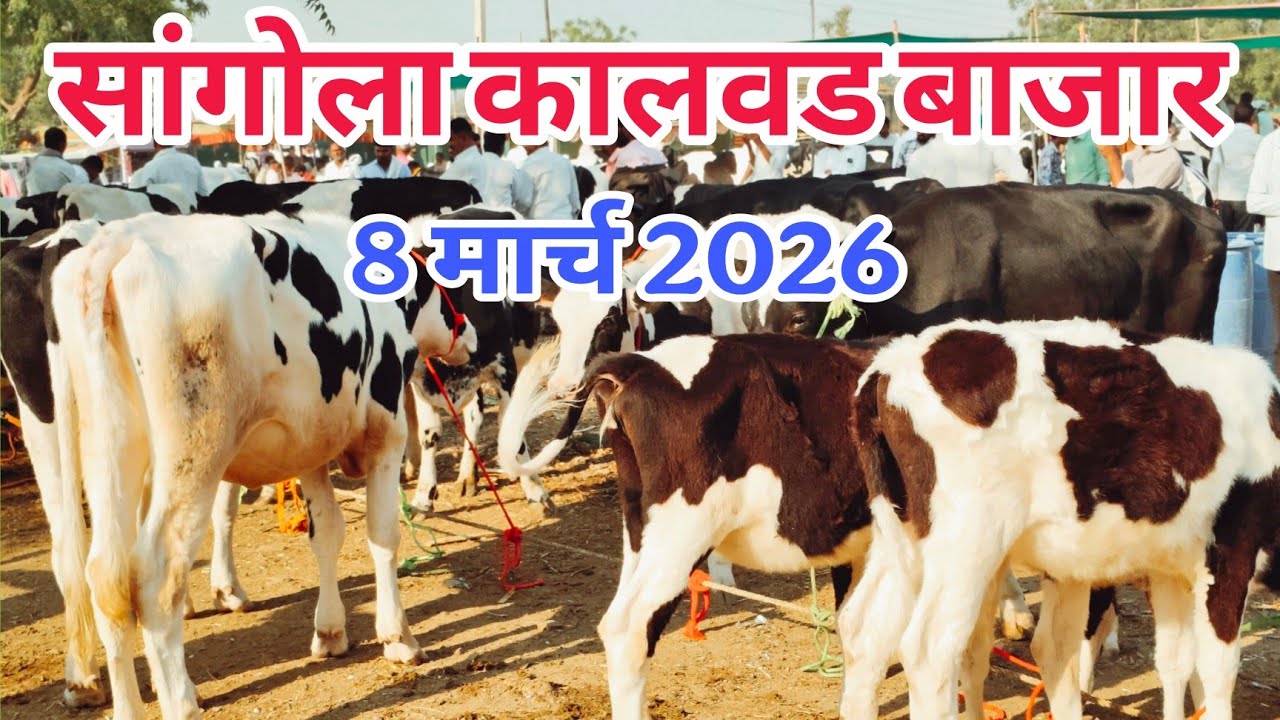 आजचा सांगोला कालवड बाजार 8 मार्च 2026 #Kalavad_Bazar #कालवड _बाजार #sangola_bazar #पाडी बाजार 