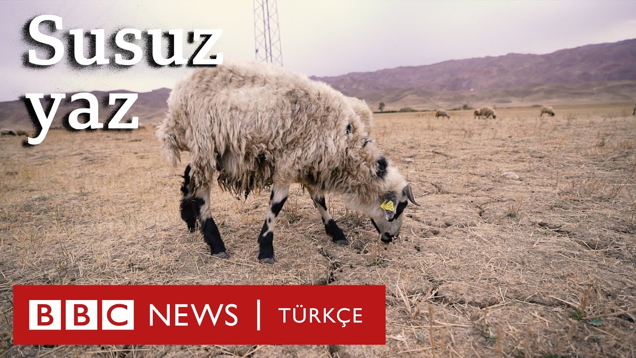 Susuz yaz: Türkiye'nin doğusunda çiftçilik ve hayvancılık bitiyor mu?