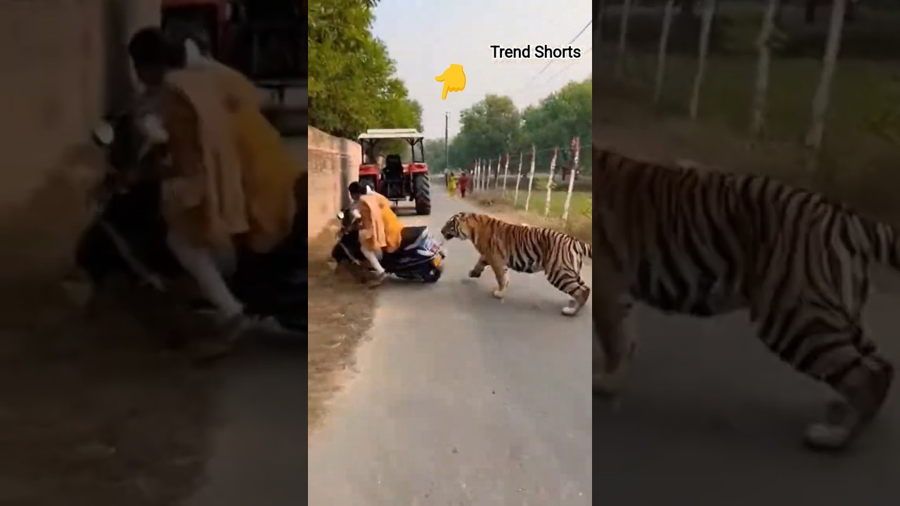 On Camera 🐅 Tiger Attacks Woman in Village Road! | #trending #tiger #shortvideos