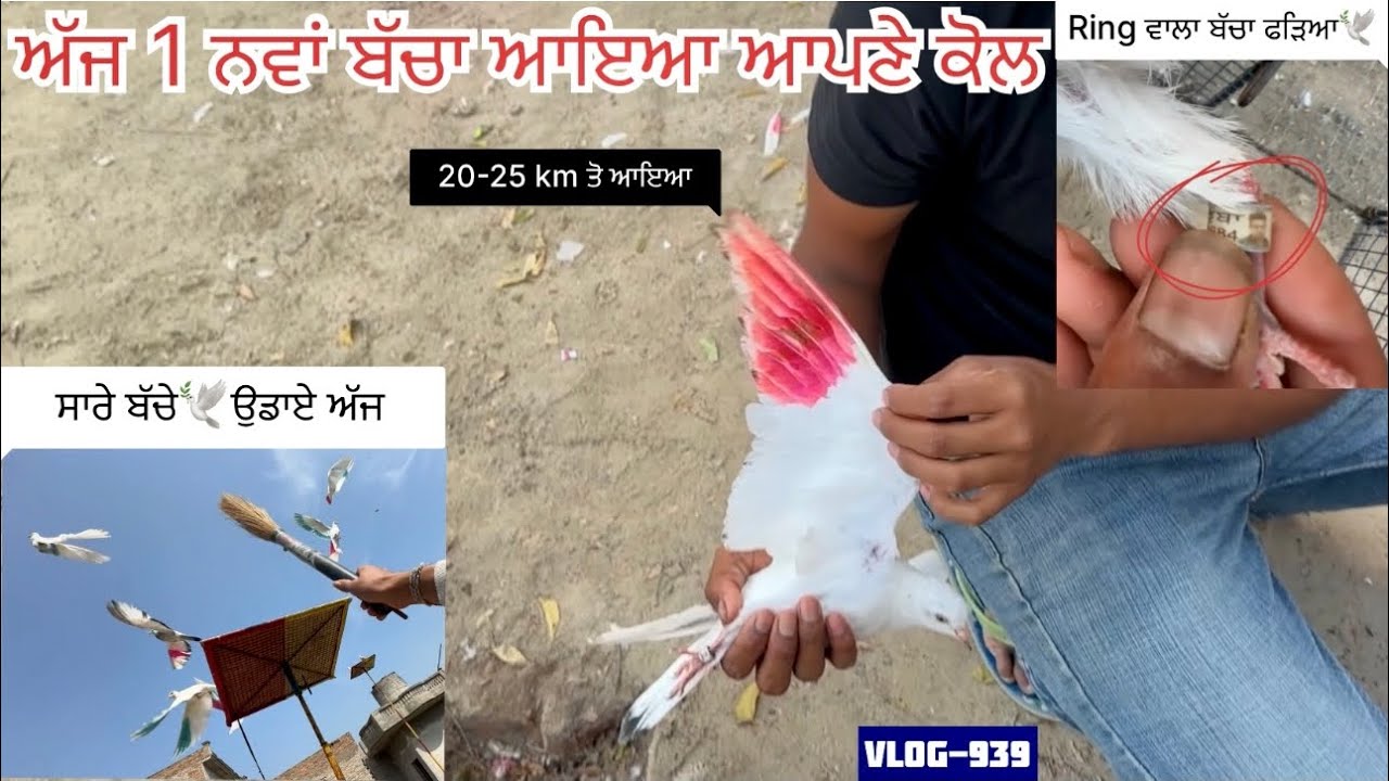 ਲਓ ਜੀ, ਅੱਜ new ਬੱਚਾਂ ਆਇਆ ਆਪਣੇ ਕੋਲ ph.no ਠੱਲ ਆਲਾ🕊️|| ਤੇ ਅੱਜ ਵੱਡੇ-ਛੋਟੇ ਸਾਰੇ ਬੱਚੇ ਬਾਹਰ ਕੱਢੇ…