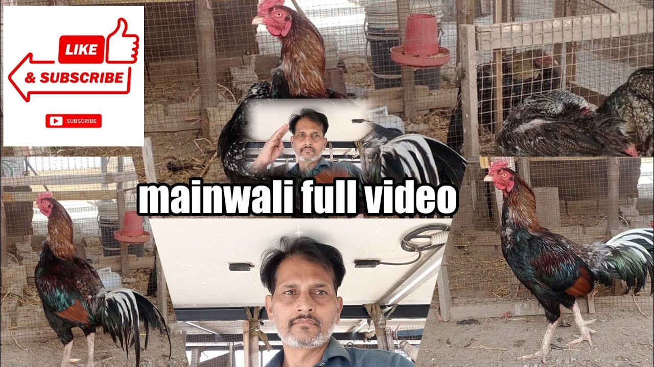 Mainwali Aseel murga#aseel birds#mainwali#viral video#for you #pure Aseel murga ##Subscribe #chicks