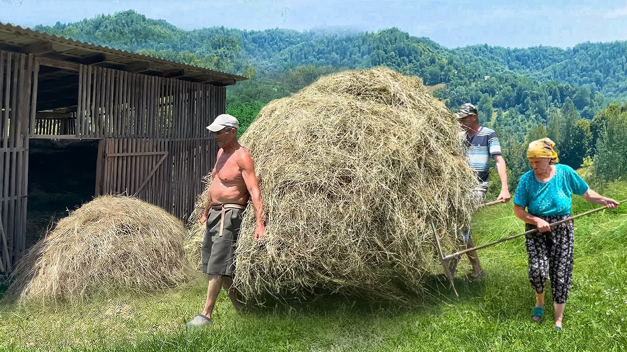 Тяжелая Жизнь в горном селе Карпат. Семья готовит сено на зиму