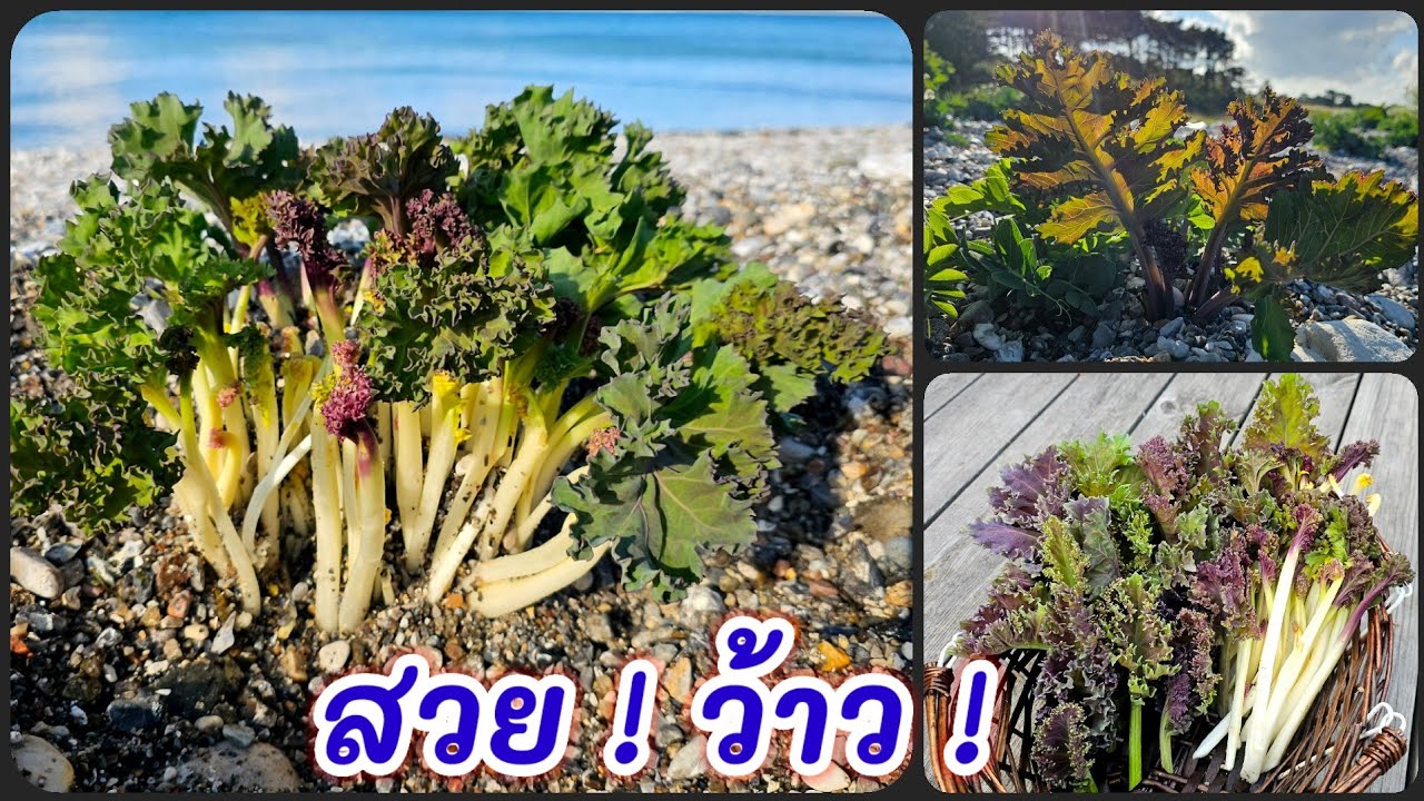 เก็บคะน้าทะเล สวยทุกกอ ใบหยักๆสวยๆ เเละก้านอ่อนๆ | คนไทยในต่างแดน เก็บผักต่างประเทศ