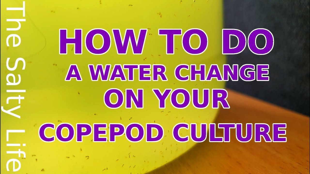COPEPOD CULTURE WATER CHANGE - A STEP BY STEP GUIDE