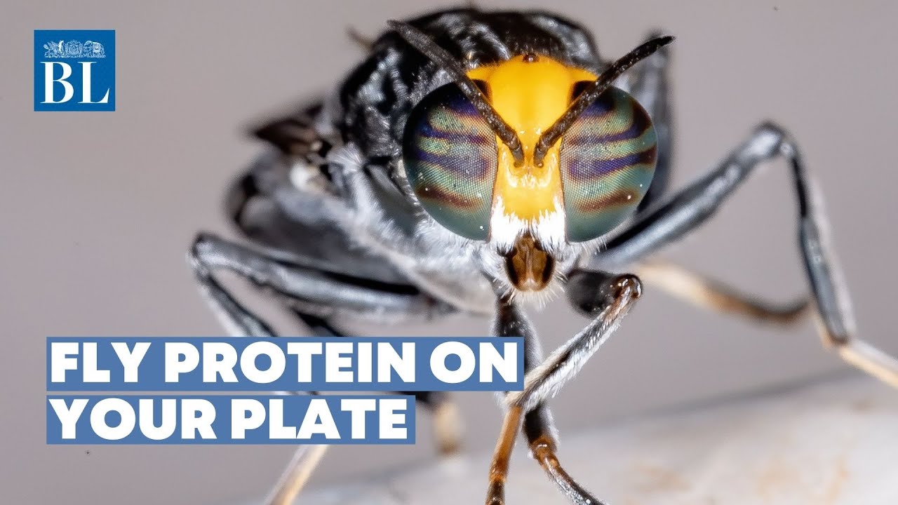 Fly protein on the plate