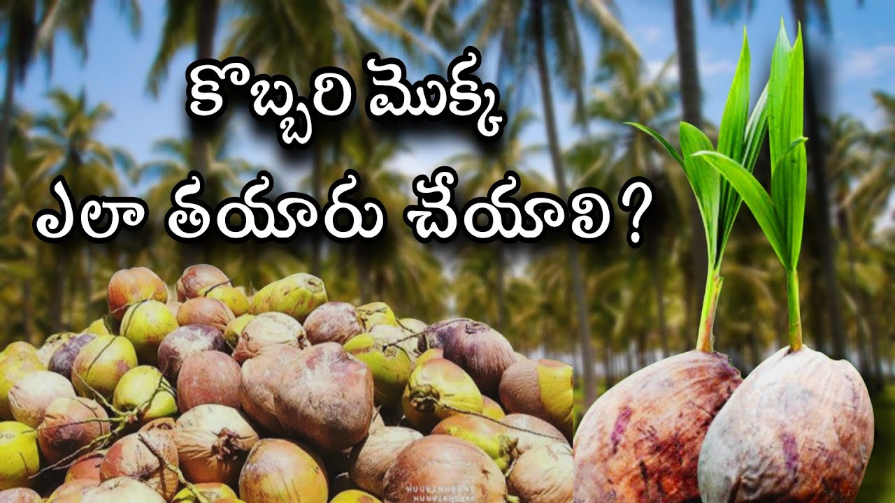 👉 మంచి కొబ్బరి మొక్క ఎలా తయారు చేయాలి? | రైతులకు ఉపయోగకరం
