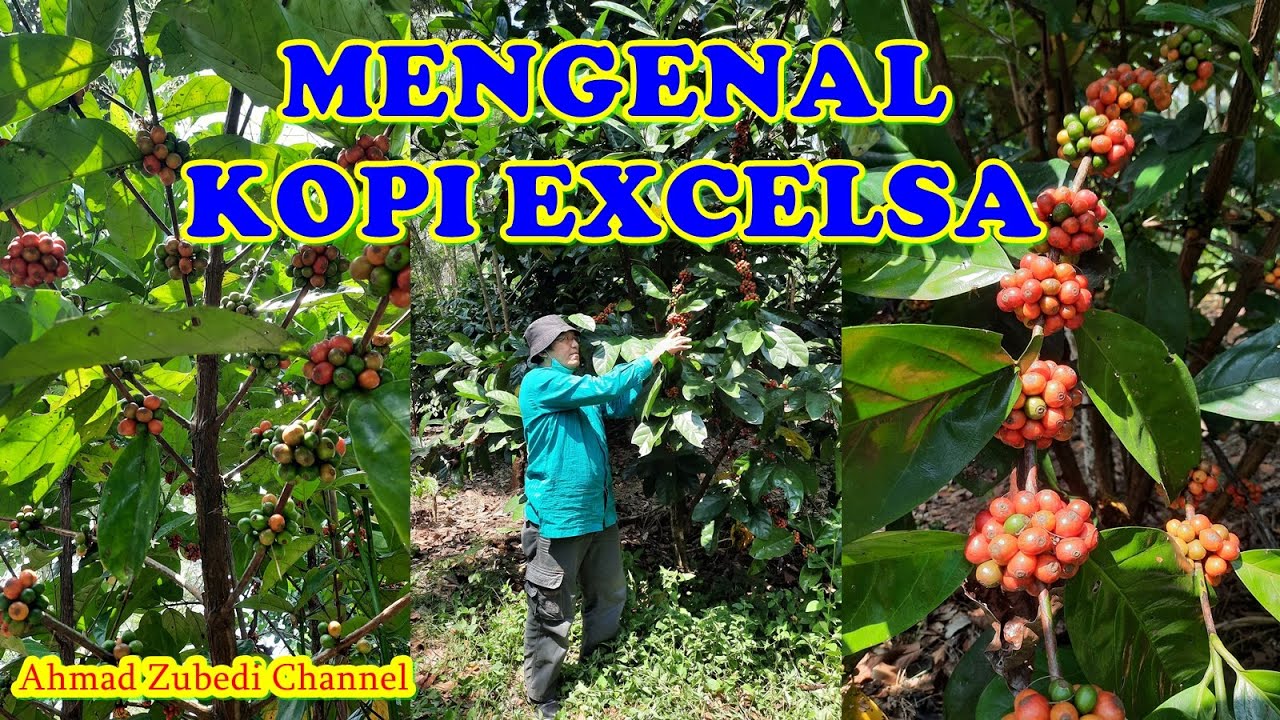 Mengenal Kopi EXCELSA_Cita Rasa Para Pecinta Kopi