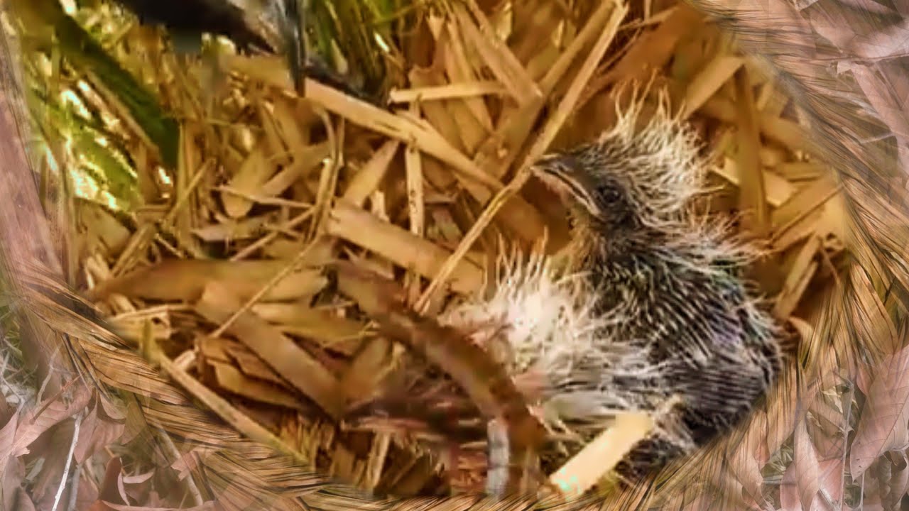 DETIK-DETIK ANAK BURUNG KESAKITAN DAN LEMAS DIGIGIT HEWAN BERACUN