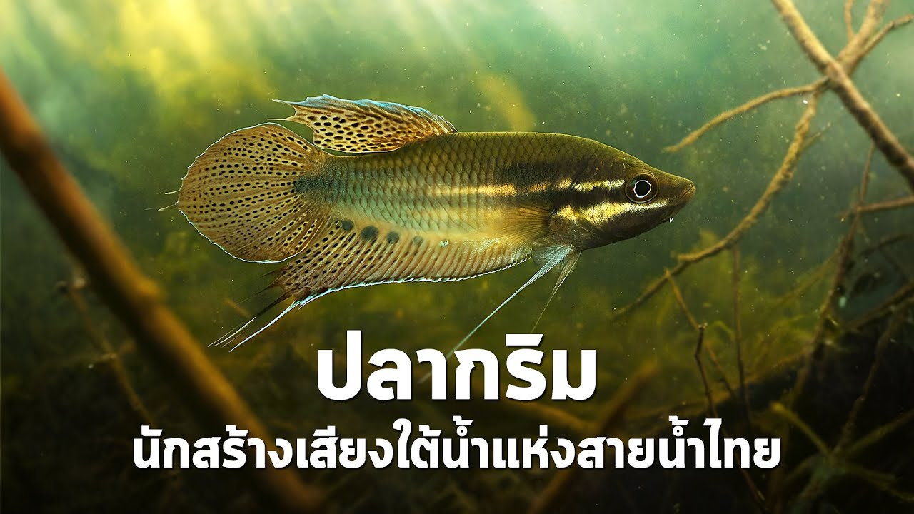 นานาสาระ ตอน ปลากริม นักสร้างเสียงใต้น้ำแห่งสายน้ำไทย!