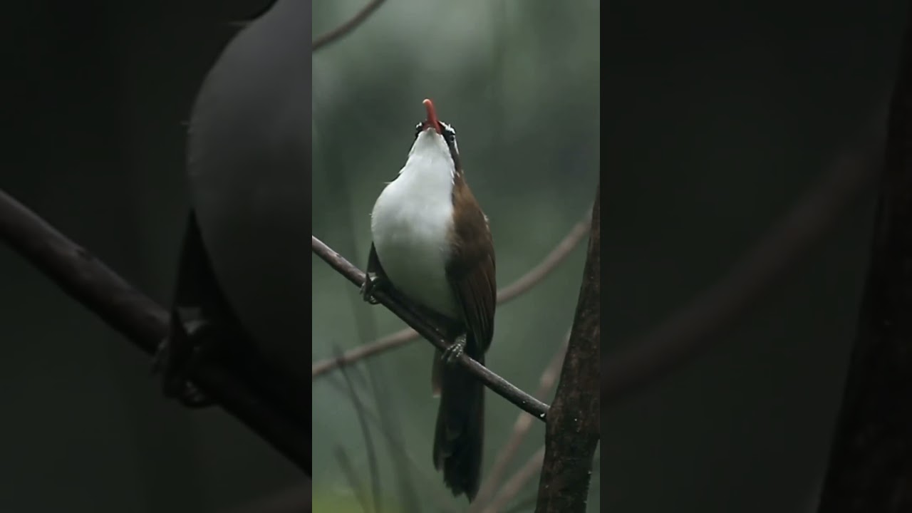 cucak kopi super gacor