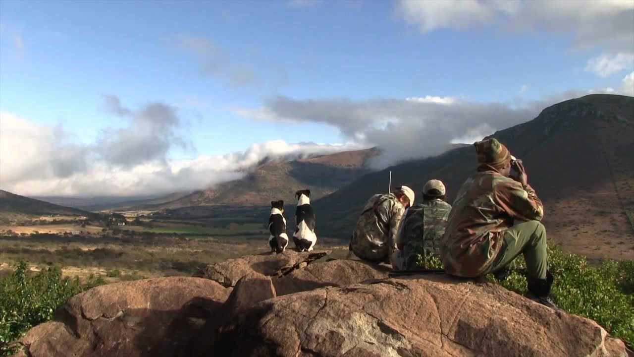 Winterberg Mountain reedbuck hunt