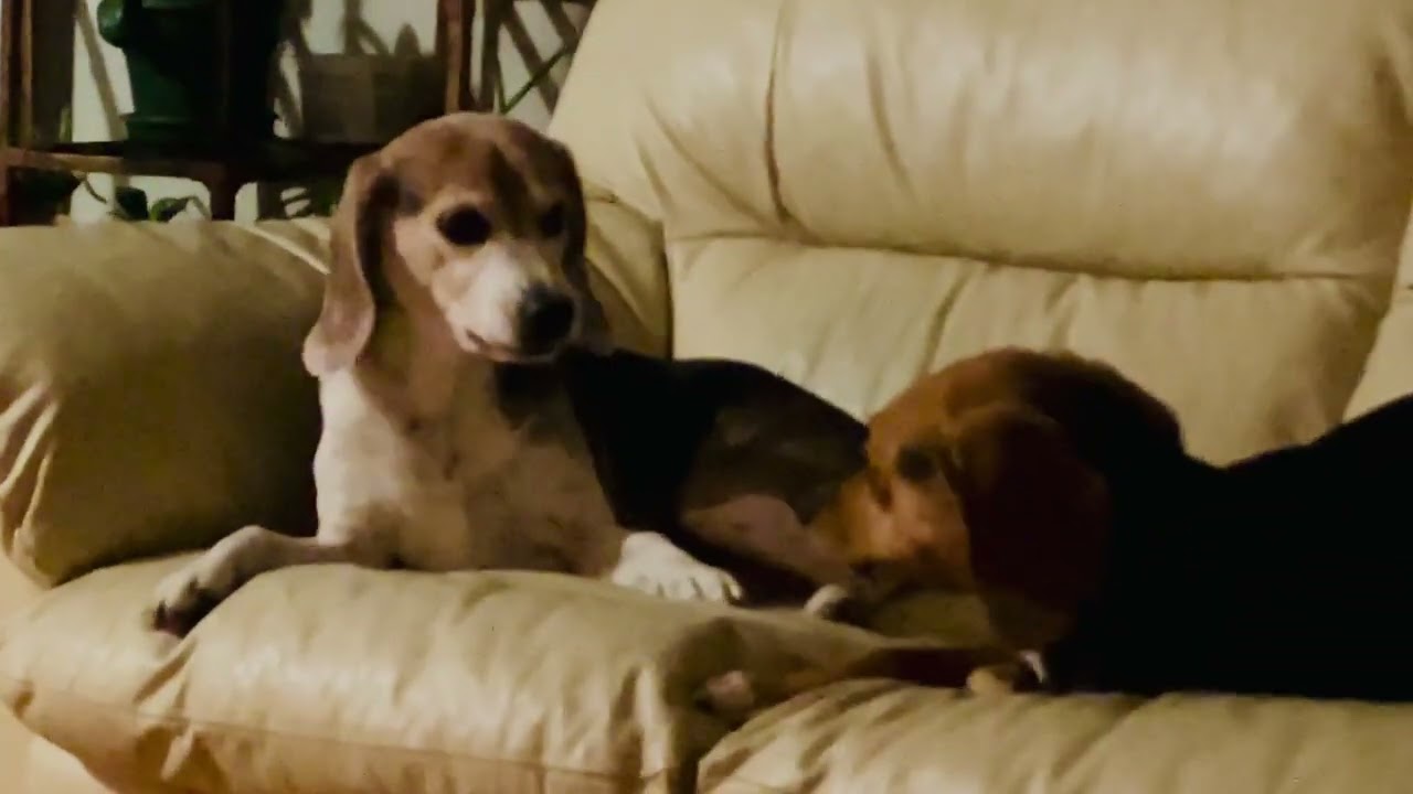 Jesse and Sadie playing on the couch 
