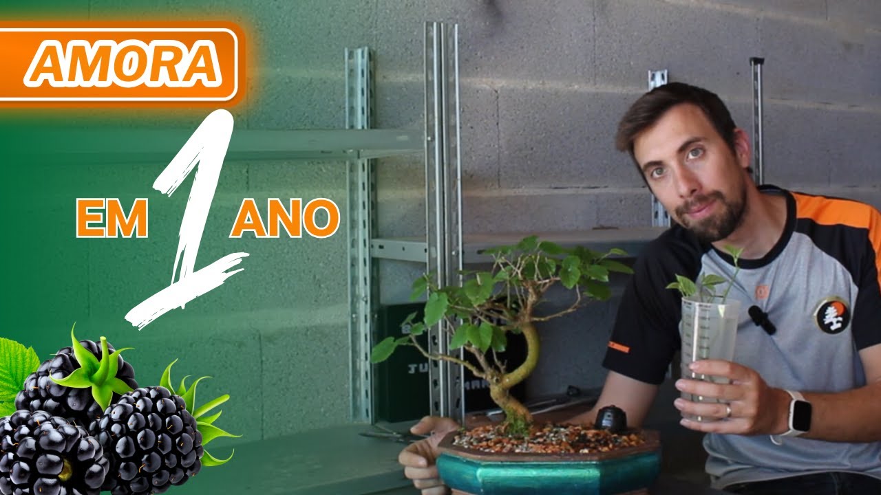 Como Reproduzir Bonsai de Amora e Ter Amoras em Apenas 1 Ano