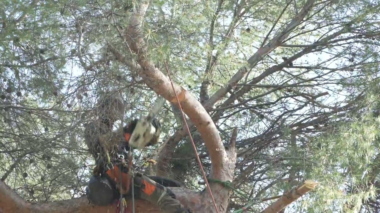 Élagage du 08 03 2025 ! Musique de SUNNI HOLDEN.!!