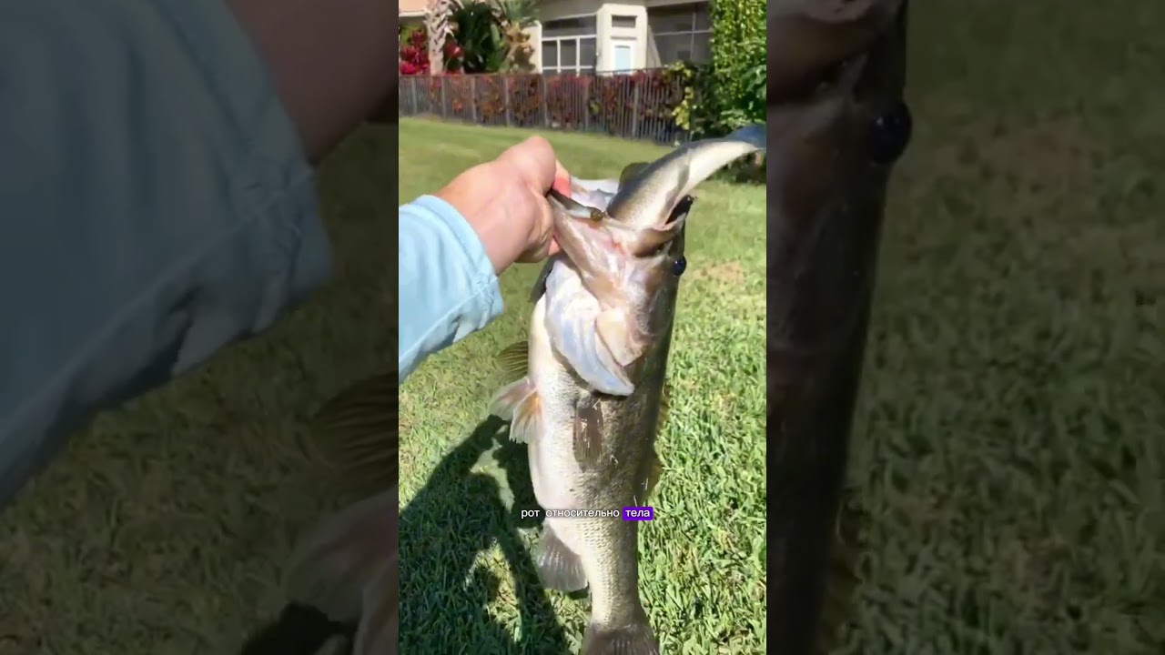 5 фактов про баса #басс#окунь#largemouthbass#карп#щука#сом#рыбалка#рекомендации#viral#факты#карась