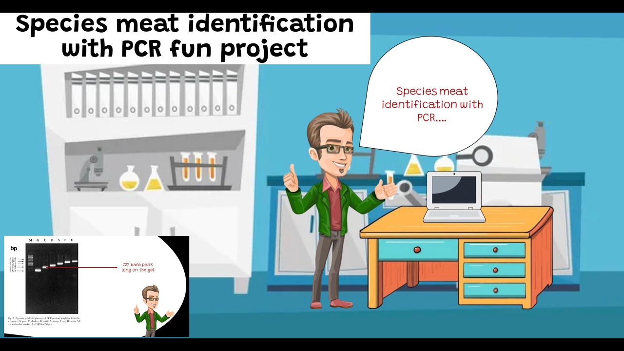 Identification of meat species in meat products - fun project