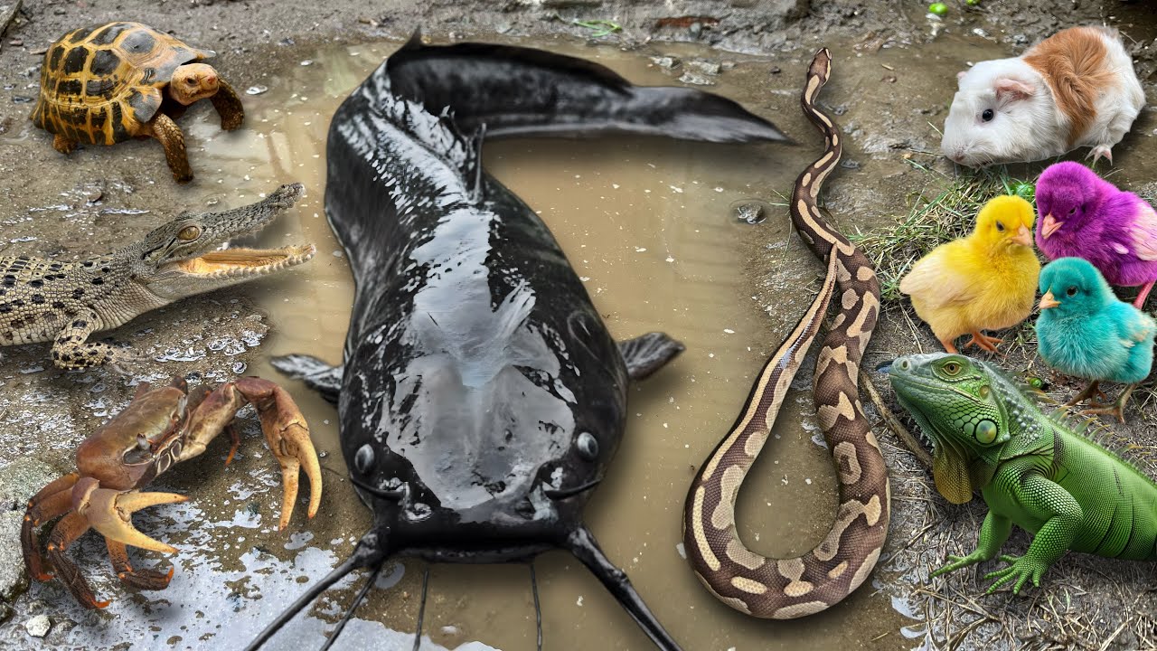 Wow Amazing! Menangkap ikan lele raksasa, ikan lele albino, buaya, ayam warna warni, ular, kura kura