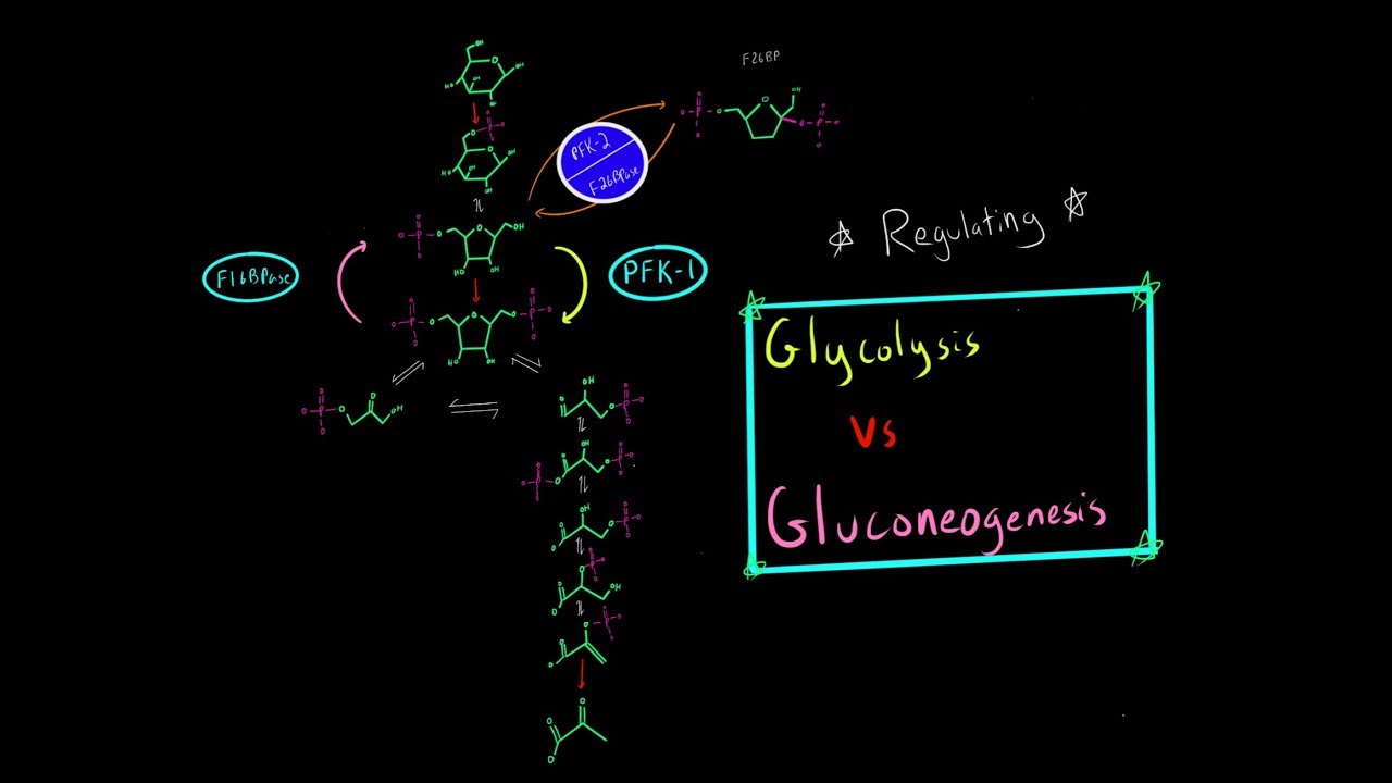 Regulation of Glycolysis vs Gluconeogensis (PFK-1, PFK-2, F-1,6 BPase) Biochemistry MCAT
