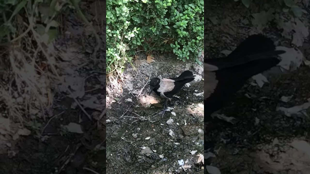 Have you seen white crow?? Surprised, I was as well. Hooded Crow (Scald-crow/Hoodie in Isfahan, Iran