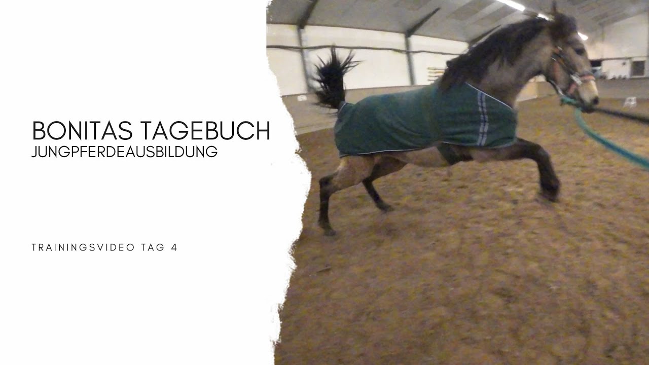 Bonitas Tagebuch Tag 4 - Jungpferdeausbildung