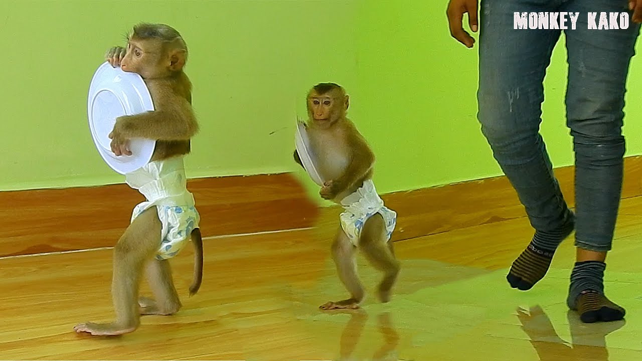 Adorable Monkey, Clever Kako Walk To Get Plastic Dish For Mother Put Rice Eating