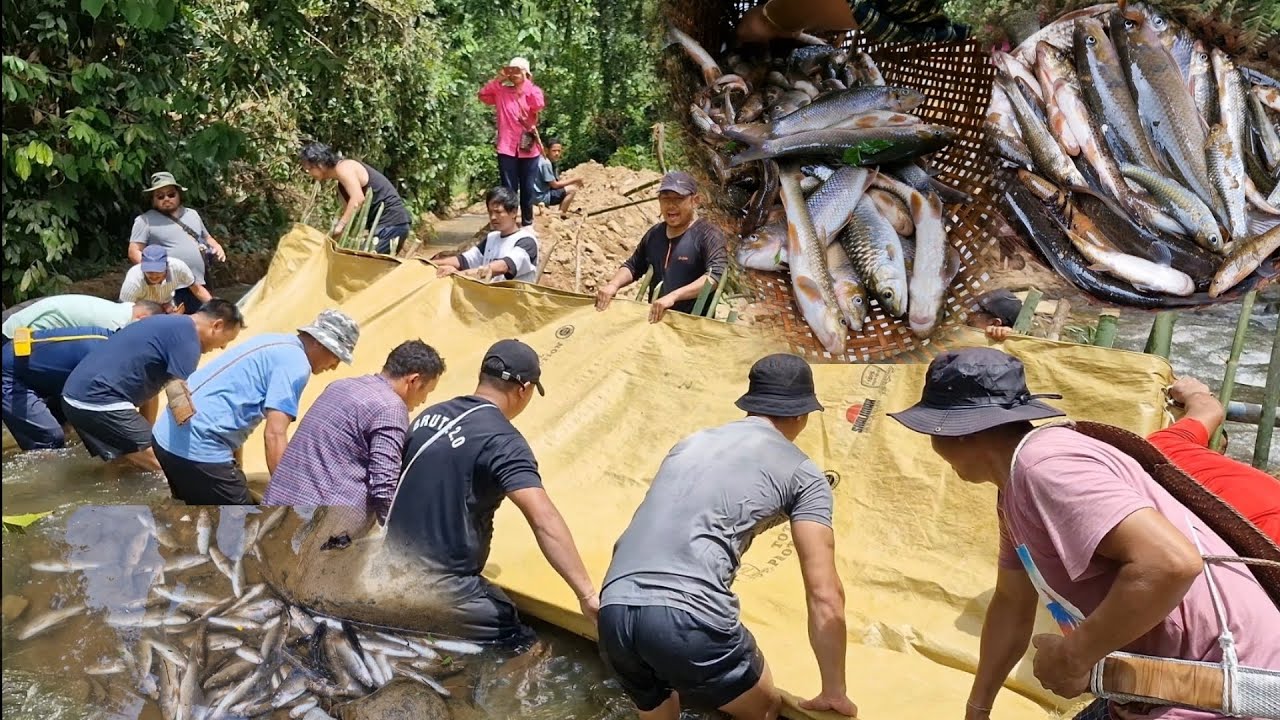 community fishing catch lot of fish..#traditional fishing #community fishing.