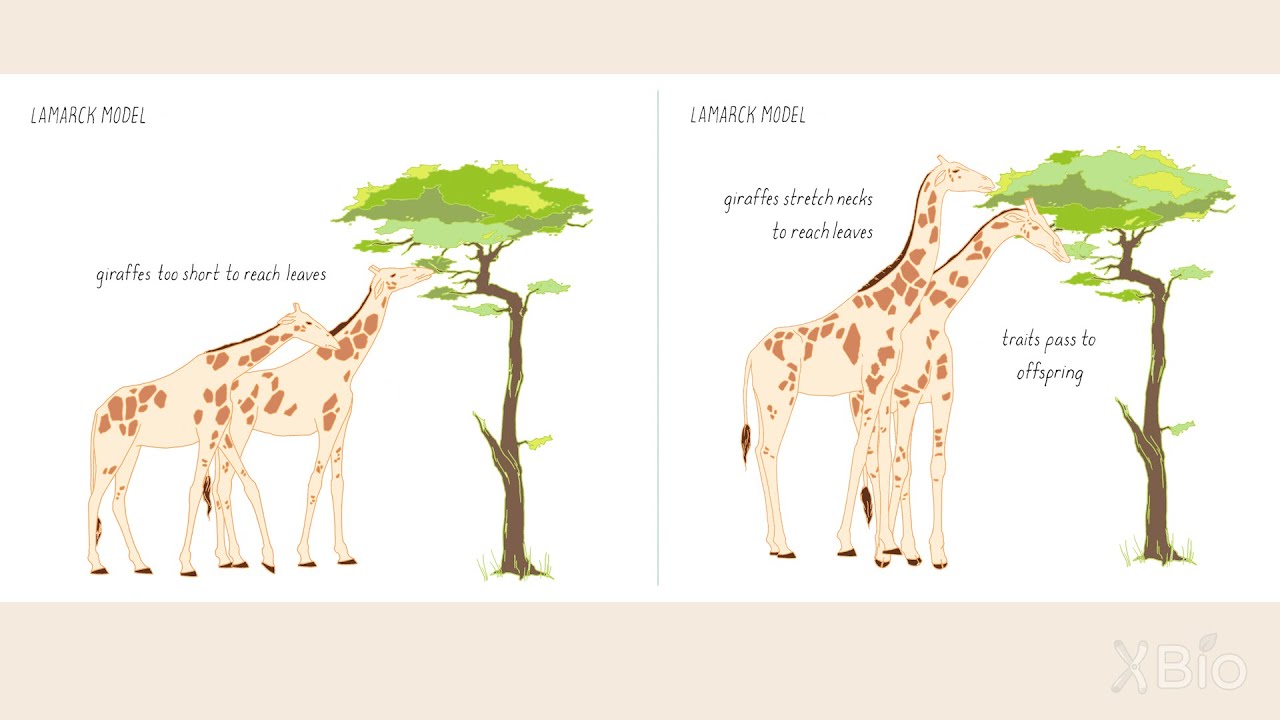 Lamarck and Darwin Models for Mutations and Evolution
