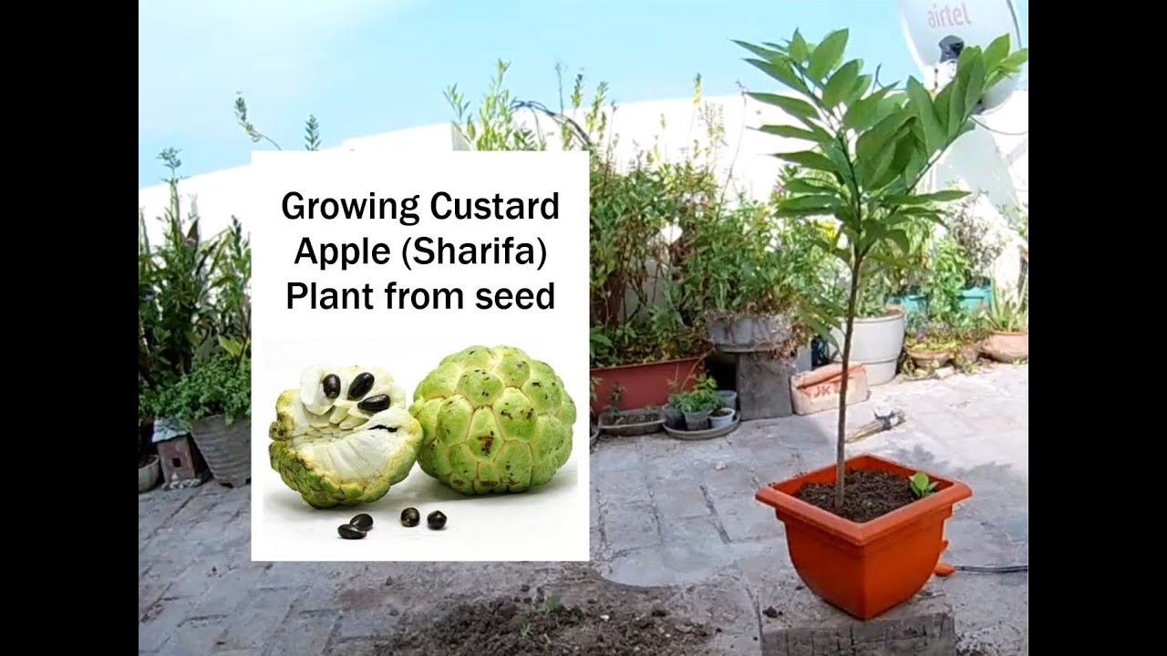 Growing Custard Apple (Sharifa) Plant from seed