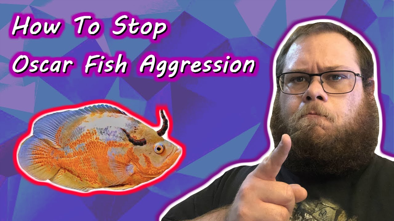 How To Stop Oscar Fish Aggression
