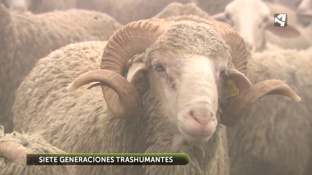 Trashumancia en el Maestrazgo