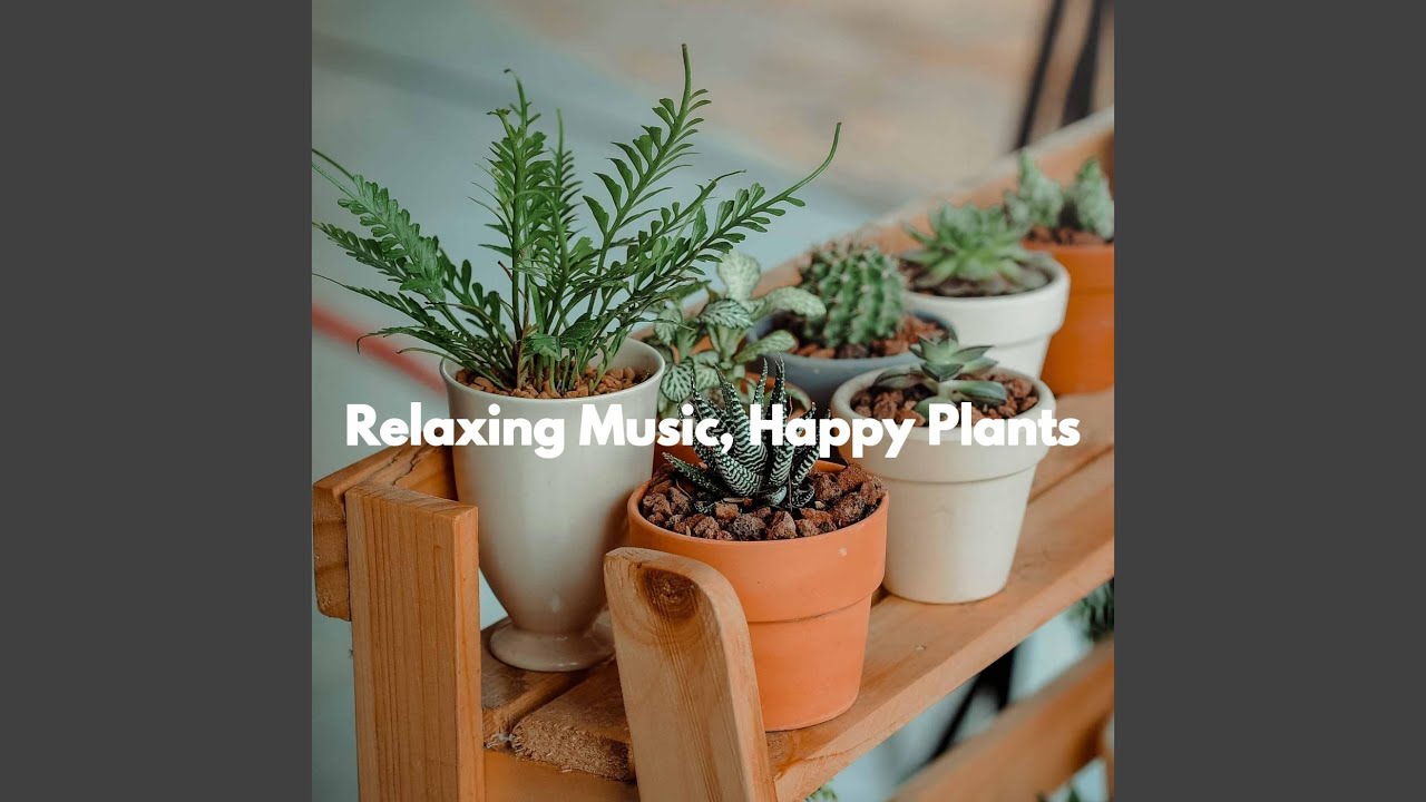 Relaxing Folk Dreams