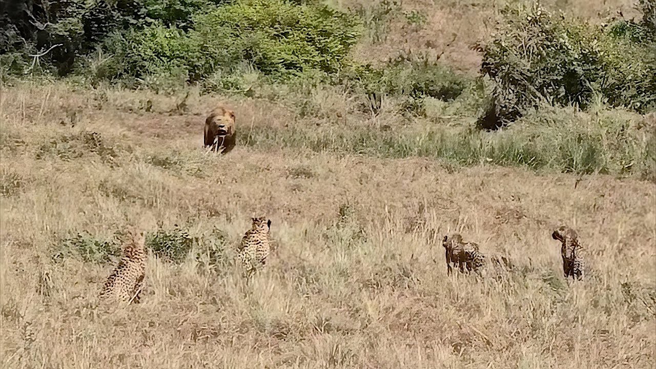 Male lion runs into 4 cheetahs