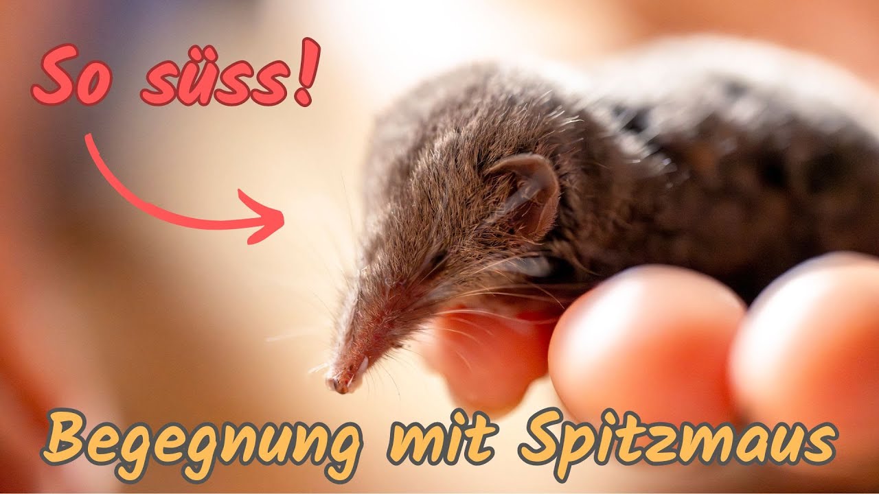 Herzliche Begegnung mit einer Spitzmaus 🏔️🐁&hearts;️