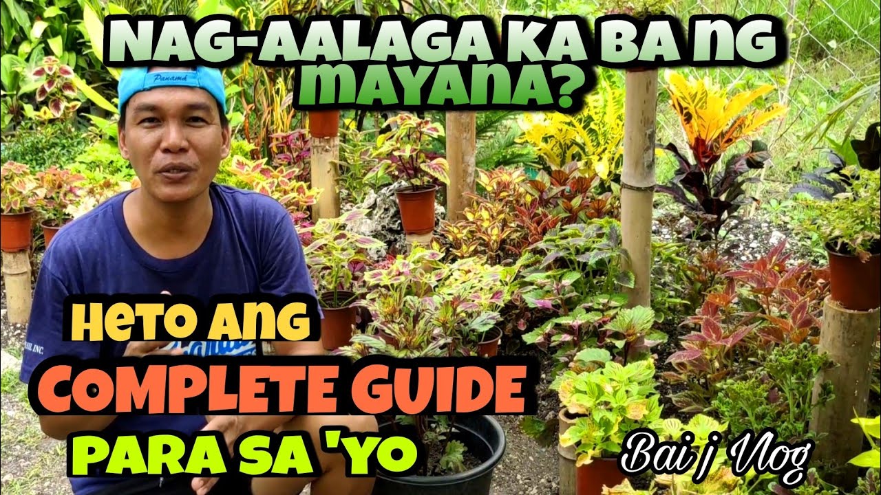 Mahahalagang bagay na dapat tandaan sa Pag-aalaga ng mayana/coleus|COMPLETE GUIDE in growing coleus.